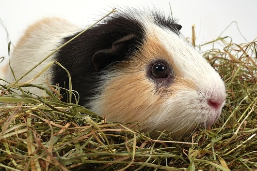 guinea pig & timothy hay.jpg